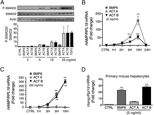 Activin B (ACTB), but not activin A (ACTA), induces hepcidin (HAMP) mRNA with similar kinetics and similar or modestly reduced potency compared with BMP6 in Hep3B cells and primary mouse hepatocytes. A, Hep3B cells were treated with the indicated concentrations of BMP6, ACTA, or ACTB or with 0.1-ng/mL TGF-β1 for 6 hours, and cells were analyzed for P-SMAD2 relative to total SMAD2 and actin by immunoblot and chemiluminescence quantification. A representative immunoblot is shown. Chemiluminescence results are reported as mean ± SEM of 3 separate experiments. B–D, Hep3B cells (B and C) and primary mouse hepatocytes (D) were treated without (CTRL) or with 5-ng/mL (B and D) or 50-ng/mL (C) BMP6, ACTA, or ACTB and analyzed at different time points for HAMP mRNA expression relative to housekeeping RPL19 by qRT-PCR. Results are expressed as mean ± SEM of 3 separate experiments each performed in triplicate for the fold change compared with untreated cells at each time point (CTRL), which was normalized to 1. B and C, Statistical significance was determined using two-way ANOVA with Bonferroni post hoc test. For both concentrations, BMP6 and ACTB, but not ACTA, treatment significantly increased HAMP mRNA compared with CTRL (P < .001). For the 50-ng/mL concentration, BMP6 and ACTB treatment were not significantly different from each other. For the 5-ng/mL concentration, ACTB had a less potent effect than BMP6 (P < .001). For each time point, significant changes are shown as ***, P < .001 compared with CTRL. D, Statistical significance was determined by one-way ANOVA with Dunnett's post hoc (***, P < .001 relative to CTRL).