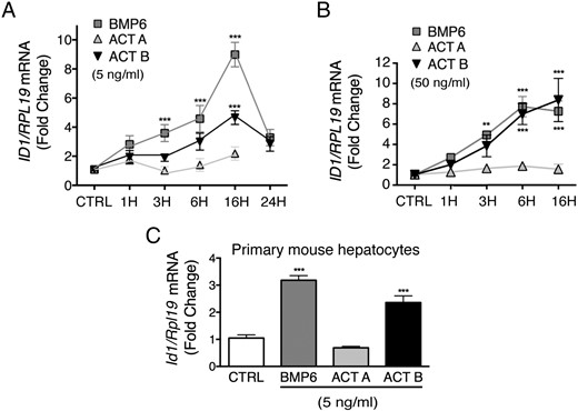 Activin B (ACTB), but not activin A (ACTA), induces ID1 mRNA with similar kinetics and similar or modestly reduced potency compared with BMP6 in Hep3B cells and primary mouse hepatocytes. Hep3B cells (A and B) and primary mouse hepatocytes (C) treated without (CTRL) or with 5-ng/mL (A and C) or 50-ng/mL (B) BMP6, ACTA, or ACTB for various times as indicated from Figure 1 were analyzed for ID1 relative RPL19 mRNA by qRT-PCR. Results are expressed and analyzed as described in Figure 1. A and B, For both concentrations, BMP6 and ACTB, but not ACTA, treatment significantly increased ID1 mRNA compared with CTRL (P < .001). For the 50-ng/mL concentration, BMP6 and ACTB treatment was not significantly different from each other. For the 5-ng/mL concentration, ACTB had a less potent effect than BMP6 (P < .001). For each time point, significant changes are shown as **, P < .01; ***, P < .001 compared with CTRL. C, ***, P < .001 relative to CTRL.