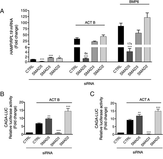 Activin B (ACT B) induction of hepcidin depends on SMAD5, but not SMAD3 or SMAD2, in Hep3B cells. Hep3B cells were transfected with control siRNA (CTRL), siSMAD5, siSMAD3, or siSMAD2 (40nM) either alone (A) or in combination with the SMAD3-responsive firefly luciferase reporter (CAGA-Luc) and pRL-TK control Renilla luciferase vector (B and C). Forty-eight hours after transfection, cells were incubated in the absence or presence of 5-ng/mL ACT B, BMP6, or activin A (ACT A) as indicated for 6 hours, followed by measurement of HAMP relative to RPL19 mRNA levels by qRT-PCR (A) or relative luciferase activity (B and C). Data are expressed as the mean ± SEM from 3 separate experiments each performed in triplicate for the fold change relative to untreated control siRNA-transfected cells, which were normalized to 1. Statistical significance was determined by one-way ANOVA compared with control siRNA-transfected cells treated with the same ligand (*, P < .05; **, P < .01; ***, P < .001). For siSMAD5-transfected cells in panel A, fold change relative to untreated siSMAD5-transfected cells is indicated over the respective bars.