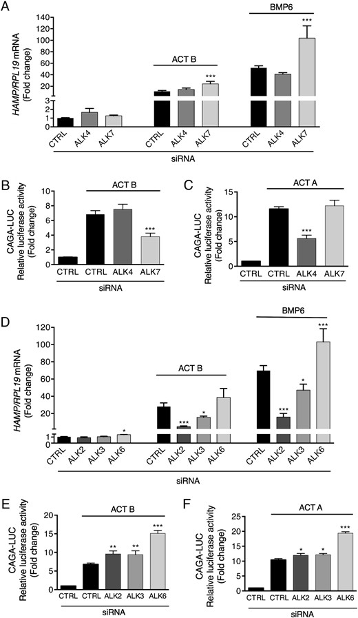 Activin B (ACT B) uses the activin type I receptor ALK7 to stimulate SMAD3 signaling but the BMP type I receptors ALK2 and ALK3 to stimulate hepcidin in Hep3B cells. Hep3B cells were transfected with control siRNA (CTRL), siALK4, siALK7, siAKL2, siALK3, or siALK6 (40nM) either alone (A and D) or in combination with CAGA-Luc and pRL-TK (B, C, E, and F). Forty-eight hours after transfection, cells were incubated in the absence or presence of 5-ng/mL ACT B, BMP6, or activin A (ACT A) as indicated for 6 hours, followed by measurement of HAMP relative to RPL19 mRNA levels by qRT-PCR (A and D) or relative luciferase activity (B, C, E, and F). Data are expressed and analyzed as described in Figure 4.
