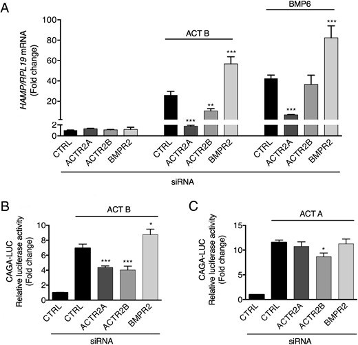 Activin B (ACT B) uses the type II receptors ACVR2A and ACVR2B to stimulate both SMAD3 signaling and hepcidin in Hep3B cells. Hep3B cells were transfected with control siRNA (CTRL), siBMPR2, siACVR2A, or siACVR2B (40nM), either alone (A) or in combination with CAGA-Luc and pRL-TK (B and C). Forty-eight hours after transfection, cells were incubated in the absence or presence of 5-ng/mL ACT B, BMP6, or activin A (ACT A) as indicated for 6 hours, followed by measurement of HAMP relative to RPL19 mRNA levels by qRT-PCR (A) or relative luciferase activity (B and C). Data are expressed and analyzed as described in Figure 4.