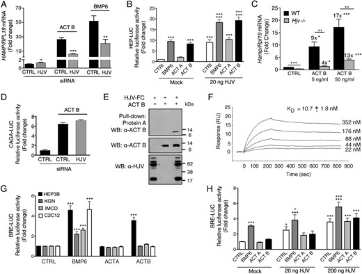 Activin B (Act B) interacts with the coreceptor HJV to stimulate hepcidin expression in Hep3B cells, but the presence of HJV is not sufficient to enable activin B-SMAD1/5/8 signaling in nonhepatocyte cells. A and D, Hep3B cells were transfected with control siRNA (CTRL) or siHJV (40nM) without (A) or with CAGA-Luc and pRL-TK (D). Forty-eight hours after transfection, cells were incubated in the absence or presence of 5-ng/mL Act B or BMP6 as indicated followed by measurement of HAMP relative to RPL19 mRNA levels by qRT-PCR (A) or relative luciferase activity (D). Data are expressed as the mean ± SEM from 3 separate experiments each performed in triplicate for the fold change relative to untreated control siRNA-transfected cells, which were normalized to 1. Statistical significance was determined by 2-tailed Student's t test for siHJV compared with siCTRL-transfected cells for each treatment condition (*, P < .05; **, P < .01; ***, P < .001). B and H, Hep3B cells (B) or IMCD cells (H) were transfected with Hep-Luc (B) or BRE-Luc (H) and pRL-TK, in combination with empty vector (mock) or the indicated concentrations of cDNA encoding HJV. Forty-eight hours after transfection, cells were treated in the absence (CTRL) or presence of 5-ng/mL BMP6, activin A (Act A), or Act B for 6 hours, followed by measurement of relative luciferase activity. Data are expressed as the mean ± SEM from 2 (H) or 3 (B) separate experiments each performed in triplicate for the fold change relative to mock-transfected untreated cells, which was normalized to 1. Statistical significance was determined by one-way ANOVA with Tukey post hoc test (*, P < .05; ***, P < .001 relative to untreated mock-transfected cells; and +, P < .05; +++, P < .001 relative to untreated HJV-transfected cells at each concentration). C, Primary hepatocytes isolated from Hjv−/− or littermate WT control mice were incubated in the absence or presence of 5- or 50-ng/mL Act B followed by measurement of Hamp relative to Rpl19 mRNA by qRT-PCR. Results are expressed as mean ± SEM from 4 separate experiments each performed in duplicate or triplicate for the fold change compared with untreated WT primary hepatocytes, which was normalized to 1. For Hjv−/− hepatocytes, fold change compared with untreated Hjv−/− hepatocytes is indicated above the relevant columns. Statistical significance was determined by one-way ANOVA with Dunnett's post hoc test compared with untreated cells for each genotype (*, P < .05; **, P < .01,***, P < .001), and by 2-tailed Student's t test for Hjv−/− compared with WT cells for each ligand concentration (++, P < .01; +++, P < .001). E, Purified Act B alone, HJV.Fc alone, or Act B in combination with HJV.Fc was incubated in solution. Act B bound to HJV.Fc was precipitated with protein A beads, and the eluted protein complex was analyzed by SDS-PAGE, followed by immunoblot with activin B antibody (α-Act B) under reducing conditions (upper panel). As a control to demonstrate input proteins, solution aliquots before Protein-A pull-down were also analyzed by immunoblot with anti-HJV antibody (α-HJV) and α-Act B under reducing conditions (lower panels). Representative immunoblots from 1 of 3 separate experiments is shown. F, HJV protein was diluted in running buffer HBS-EP+ into a series of concentrations (22nM, 44nM, 88nM, 176nM, and 352nM) and injected through a CM5 chip immobilized with Act B at 1000 RU. Binding affinity (KD) was measured by SPR. A representative sensogram is shown. The mean KD ± SEM from 3 separate experiments is reported. G, Hep3B, IMCD, C2C12, and KGN cells were transfected with BRE-Luc and pRL-TK. Forty-eight hours after transfection, cells were treated with 5-ng/mL BMP6, Act B, or Act A for 6 hours, followed by measurement of relative luciferase activity. Data are expressed as the mean ± SEM from 3 separate experiments each performed in triplicate for the fold change relative to untreated cells, which were normalized to 1. Statistical significance was determined by one-way ANOVA with Dunnett's post hoc test (***, P < .001 relative to untreated cells).
