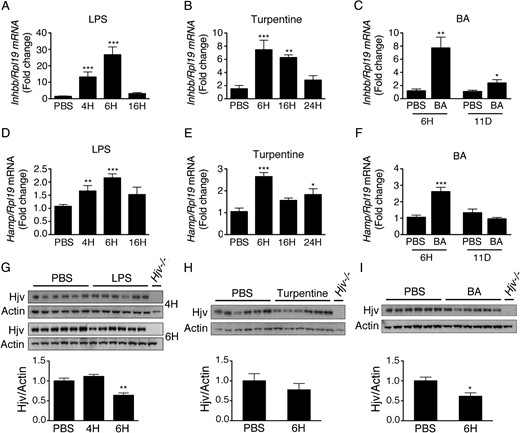 Liver activin B mRNA expression is up-regulated in multiple mouse models of inflammation associated with increased hepcidin. A, D, and G, Eight-week-old C57BL/6 male mice received an ip injection of LPS in or an equal volume of PBS alone. Mice were analyzed 4, 6, or 16 hours after injection (n = 6–12 mice per group). B, E, and H, Eight-week-old C57BL/6 male mice received a sc intrascapular injection of oil of turpentine or an equal volume of PBS alone. Mice were analyzed at 6, 16, or 24 hours after injection (n = 5–6 mice per group). C, F, and I, Eight-week-old C57BL/6 male mice received an ip injection of heat-killed BA or an equal volume of PBS alone. Mice were analyzed 6 hours or 11 days after injection (n = 6 mice per group). Total liver RNA was analyzed by qRT-PCR for activin B (Inhbb) (A–C) and Hamp relative to Rpl19 mRNA (D–F), with results reported as mean ± SEM for the fold change relative to the PBS group, which was normalized to 1. Phosphatidylinositol phospholipase C treated liver protein extracts from the indicated groups were analyzed for Hjv relative to actin protein expression by immunoblot and chemiluminescence quantification (G–I). Immunoblots show the dominant 35-kDa band seen by this technique (50). Liver tissue from Hjv−/− mice was used as a negative control. Statistical significance was determined by Student's t test (C, F, H, and I) or one-way ANOVA with Dunnett's post hoc test with *, P < .05; **, P < .01; ***, P < .001 relative to the control (PBS) group.