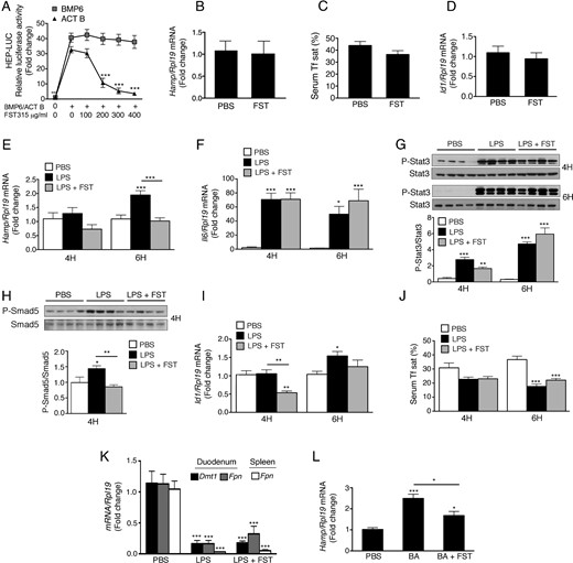 Inhibition of activin B by FST315 administration has no effect on basal hepcidin expression but blunts hepcidin induction by LPS and BA in mice. A, Hep3B cells were transfected with Hep-Luc and pRL-TK. Forty-eight hours after transfection, cells were incubated in the absence or presence 50-ng/mL Act B or BMP6 for 16 hours, without or with cotreatment with increasing concentrations of FST315, followed by measurement of relative luciferase activity. Results are reported as the mean ± SEM from 2 separate experiments each performed in triplicate for the fold change relative to BMP6/Act B-treated cells without FST315. Statistical significance was determined by two-way ANOVA with Dunnett's post hoc test; ***, P < .001 relative to BMP6/Act B-treated cells without FST315. B–L, Eight-week-old C57BL/6 male mice received an ip injection of 50-μg FST315 in PBS or PBS alone (B–D). Alternatively, mice received an ip injection of LPS (E–K), BA (L), or an equal volume of PBS alone, together with a second injection of PBS alone or 50-μg FST315 in PBS. Mice were analyzed 4 or 6 hours after injection (n = 11–12 mice per group in a total of 2 independent experiments for the 6-h LPS group; n = 6 mice per group for all other experiments). Total liver RNA was analyzed by qRT-PCR for Hamp (B, E and L), IL-6 (Il6) (F), and Id1 (D and I) relative to Rpl19 mRNA, with results reported as mean ± SEM for the fold change relative to the PBS group, which was normalized to 1. Liver protein extracts from a subset of mice (n = 6 per group) were analyzed for phosphorylated Stat-3 (P-Stat3) relative to total Stat-3 (G) or phosphorylated Smad5 (P-Smad5) relative to total Smad5 (H) by immunoblot and chemiluminescence quantification. Representative immunoblots are shown. Serum was analyzed for transferrin saturation (Tf sat) (C and J). Total duodenum and spleen RNA was analyzed by qRT-PCR for Dmt1 and Fpn relative to Rpl19 mRNA, with results reported as mean ± SEM for the fold change relative to the PBS group (K). B–D, Statistical significance was determined by 2-tailed Student's t test. E–L, Statistical significance was determined for each time point by one-way ANOVA with Tukey post hoc test (*, P < .05; **, P < .01; ***, P < .001 relative to the control (PBS) group or as otherwise indicated).