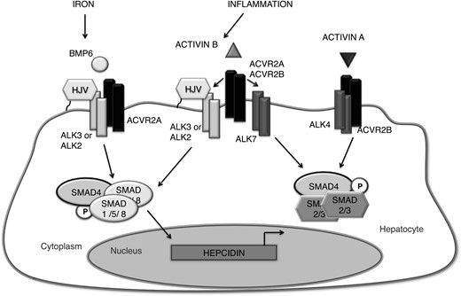 Proposed model for activin B-mediated hepcidin regulation in hepatocytes. Under inflammatory conditions, activin B expression is stimulated in the liver and binds to its canonical type II receptors ACVR2A and ACVR2B, which can recruit either its canonical type I receptor ALK7 to stimulate SMAD2/3 phosphorylation or noncanonical BMP type I receptors ALK2 and ALK3 and the coreceptor HJV to stimulate SMAD1/5/8 phosphorylation. Iron regulates SMAD1/5/8 phosphorylation through BMP6, which activates a similar receptor complex that differs only in type II receptor utilization. Phosphorylated SMAD1/5/8 stimulated by activin B or BMP6 complexes with common mediator SMAD4 to stimulate hepcidin transcription. Activin A signals in hepatocytes via ACVR2B and ALK4 to stimulate SMAD2/3 phosphorylation, which does not stimulate hepcidin expression.