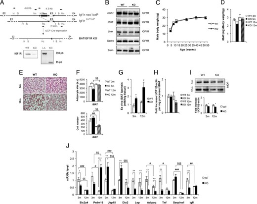 Generation and development of BATIGFIRKO mice. The targeting strategy in BAT is shown. Thus, PCR analysis of iBAT cDNA showed that the Lox/Lox E3 allele present in the Igf1r L/L mice was absent in the BATIGFIRKO mice (A). As a result, IGF1R protein expression was absent in BAT (A), but present in both Igf1r L/L (n = 4) and BATIGFIRKO (n = 4) eWAT, iWAT, liver, gastrocnemius, and brain (B). C, Plot expressing no differences in male body weight comparing Igf1r L/L (n = 38) and BATIGFIRKO (n = 40) animals from age 4 to 52 wk. D, Graph indicating the iBAT weight/body weight ratio in Igf1r L/L (n = 5) and BATIGFIRKO (n = 6) animals age 3 and 12 mo. E, Representative image of hematoxylin-eosin staining of iBAT at age 3 and 12 mo comparing Igf1r L/L (n = 3) and BATIGFIRKO (n = 3) mice. Magnification, ×20. F, Brown adipocyte size from iBAT compartment is shown comparing Igf1r L/L (n = 3) and BATIGFIRKO (n = 3) mice from 3 and 12 mo (n = 200 adipocytes per group) at magnification, ×20. Adipocyte number quantification from iBAT compartment comparing Igf1r L/L (n = 3) and BATIGFIRKO (n = 3) mice at 3 and 12 mo is shown, respectively. G, Ex vivo iBAT lipolysis experiment comparing Igf1r L/L and BATIGFIRKO mice (n = 4 at 3 mo and n = 4 at 12 mo, respectively). H, Graph indicating the fold increase of UCP-1 protein levels per mg of processed iBAT comparing Igf1r L/L (n = 6 at 3 mo and n = 5 at 12 mo) and BATIGFIRKO (n = 5 at 3 mo and n = 5 at 12 mo). I, Representative UCP-1 Western blotting from in iBAT comparing Igf1r L/L (n = 6 at 3 mo and n = 5 at 12 mo) and BATIGFIRKO (n = 5 at 3 mo and n = 5 at 12 mo) mice with its corresponding quantitation. Statistical significance assessed by two-tailed Student t test. *, P < .05; **, P < .01; ***, P < .001 between WT and KO groups at 3 and 12 mo, respectively. J, Plot indicating fold-increased mRNA levels of different genes in BAT at age 3 and 12 mo comparing Igf1r L/L (n = 5 at 3 mo and n = 6 at 12 mo) and BATIGFIRKO (n = 5 at 3 mo and n = 5 at 12 mo). Statistical significance assessed by 1-way ANOVA followed by the Bonferroni test. *, P < .05; **, P < .01; ***, P < .001 between WT and KO groups at 3 and 12 mo; #, P < .05; ##, P < .01; ###, P < .001 between WT groups; and §, P < .05; §§, P < .01; §§§, P < .001 between KO groups.