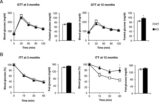 Glucose homeostasis and insulin sensitivity in BATIGFIRKO mice. A, Glucose-tolerance test and fasted glucose levels. B, insulin-tolerance test and fed glucose levels were measured in Igf1r L/L (n = 17 at 3 mo and n = 10 at 12 mo) or BATIGFIRKO (n = 15 at 3 mo and n = 8 at 12 mo) mice. Statistical significance was assessed by two-tailed Student t test *, P < .05; and **, P < .01; and ***, P < .001 between WT and KO groups at 3 and 12 mo. For insulin-tolerance test at 12 mo statistical significance was assessed by two-way ANOVA followed by the Bonferroni test. *, P < .05; **, P < .01; *** P < .001 between WT and KO groups at 3 and 12 mo.