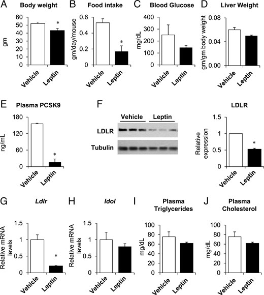 Leptin treatment suppressed PCSK9 expression in male ob/ob mice. Twelve-week-old male, ob/ob mice were implanted with sc pumps containing either vehicle or leptin (24 μg/d). Body weight (A), food intake (B), and liver weights (D) were measured at time of killing, 4 days after pump implantation. Fasting blood glucose (C) was measured after a 4-hour fast, 2 days after implantation. Plasma PCSK9 (E), triglycerides (I), and total cholesterol (J) were measured in nonfasted plasma taken at the time of killing. Hepatic LDLR protein expression was measured by immunoblotting (F, left); band intensities were quantified by densitometry, normalized to tubulin, and expressed relative to vehicle-treated mice (F, right). Hepatic gene expression of Ldlr and Idol was measured by real-time PCR, normalized to Tbp, and expressed relative to vehicle-treated mice (G and H). Data are presented as mean ± SEM and are representative of 2 independent experiments. *, P ≤ .05 compared with vehicle treatment, Student's t test; n = 3–5/group.