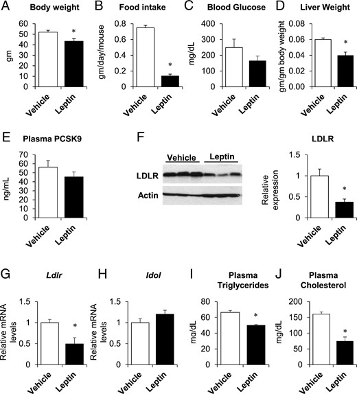 Leptin did not alter PCSK9 expression in female ob/ob mice. Twelve-week-old female ob/ob mice were implanted with sc pumps containing either vehicle or leptin (24 μg/d). Body weight (A), food intake (B), and liver weights (D) were measured at time of killing, 4 days after pump implantation. Fasting blood glucose (C) was measured after a 4-hour fast, 2 days after implantation. Plasma PCSK9 (E), triglycerides (I), and total cholesterol (J) were measured in nonfasted plasma taken at the time of killing. Hepatic LDLR protein expression was measured by immunoblotting (F, left); band intensities were quantified by densitometry, normalized to actin, and expressed relative to vehicle-treated mice (F, right). Hepatic gene expression of Ldlr and Idol was measured by real-time PCR, normalized to 18s, and expressed relative to vehicle-treated mice (G and H). Data are presented as mean ± SEM and are representative of 2 independent experiments. *, P ≤ .05 compared with vehicle treatment, Student's t test; n = 3–6/group.
