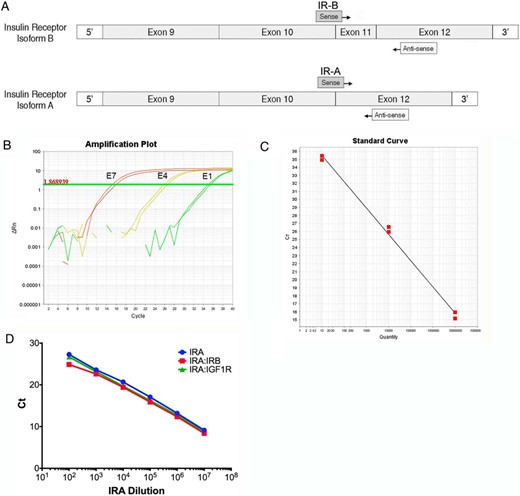 Human IR isoform-specific qRT-PCR primer design, and validation. A, Schematic representation of IR-B (exon 11+) and IR-A (exon 11−) primer design strategy. Both assays use a common reverse primer that anneals within exon 12 and isoform-specific forward primers that anneal across exon-exon junctions unique to each isoform. B, Sample amplification plot for IR-B assay using serial dilution of IR-B standard as template. Numbers to the left of each amplification curve indicate amount of standard used as template in each reaction. Horizontal line indicates threshold determined by Applied Biosystems sequence detection systems software. No template control reactions showed no amplification above baseline (not shown). C, A standard curve generated from the amplification plot of Ct vs log concentration of the plasmid standards for IR-B (slope = −3.33). D, Competition assay. A standard curve plot for IR-A (blue) is overlaid with standard curve plots using IR-A standards plus 107 copies of IR-B (red) or IGF-1R (green) standard at each data point.