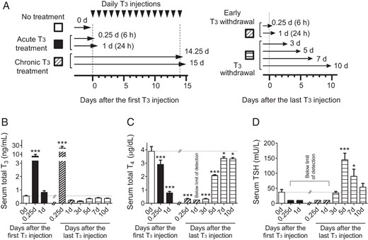 Design of animal experiments to study thyroid hormone treatment and withdrawal and corresponding thyroid function test measurements during the study. A, Schematic of animal experiments. Adult male mice (8–10 wk old) were treated with 20 μg liothyronine (L-T3) per 100 g body weight for 1 day or 14 days followed by cessation of L-T3 for 10 days. Mice were killed at each of the indicated time points. Arrowheads represent L-T3 injections and arrows represent the time points of the animals were killed and tissue collection. B–D, Measurements of serum thyroid hormone and TSH levels during the study described above. Serum total T3 (B), total T4 (C), and TSH (D) concentrations were determined at indicated T3-treatment periods after the first and the last L-T3 injection. No treatment (blank); acute T3 treatment (black); chronic T3 treatment (hashed); early T3 withdrawal (hashed); T3 withdrawal (striped) are shown. Note that the same data points were used for the chronic T3 treatment and early T3 withdrawal groups (hashed). The limits of detection were 0.25 μg/dL for serum total T4 and 10 mU/L for TSH. Data are presented as means ± SEM (n = 4–5/group). *, P < .05, **, P < .01, ***, P < .001, compared with nontreated mice (0 d) by one-way ANOVA.