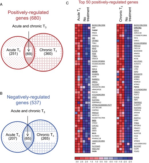Distinct hepatic target gene expression patterns after acute and chronic T3. Adult male mice (8–10 wk old) were treated with 20 μg liothyronine (L-T3) per 100 g body weight for 14 days. Livers were harvested from mice 6 hours after the first L-T3 injection (acute T3) as well as after the last L-T3 injection (chronic T3). A and B, Venn diagrams showing differentially expressed genes at indicated T3-treatment periods in positively (A) and negatively (B) regulated genes from microarray data as described in Materials and Methods. C, Representative heat map displaying the top 50 up-regulated genes after acute T3 and/or chronic T3, compared with nontreated mice. Genes underlined show genes induced in common with both exposure protocols. Genes in bold show genes analyzed by RT-qPCR. Row-normalized gene expression levels are represented according to the colored bar scale at the bottom of the figure (n = 3/group).