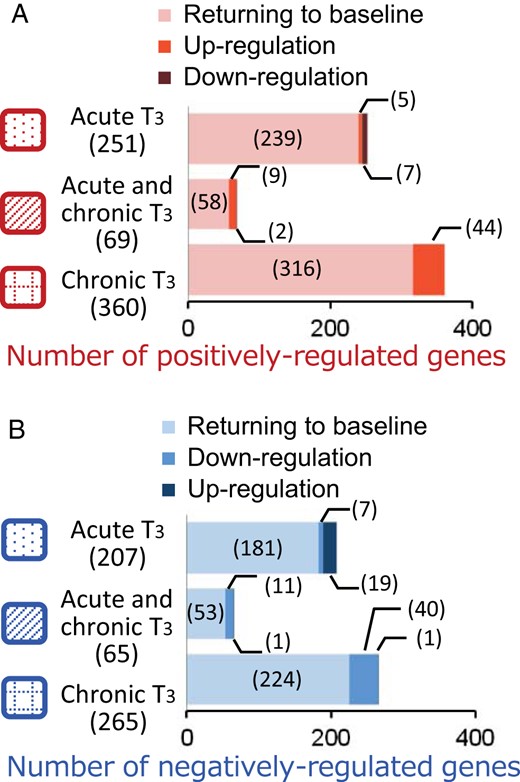 Distinct hepatic target gene expression patterns after T3 withdrawal. Adult male mice (8–10 wk old) were treated with 20 μg liothyronine (L-T3) per 100 g body weight for 14 days. Livers were harvested from mice 6 hours after the first L-T3 injection (acute T3), 6 hours after the last L-T3 injection given on day 14 (chronic T3), and 10 days after the last L-T3 injection (T3 withdrawal). A and B, Bar graph depicting the number of differentially expressed genes during T3 withdrawal and recovery. There were three categories of genes during recovery: returning to baseline, persistent up-regulation, or persistent down-regulation after T3 withdrawal in the indicated response groups for positively (A) and negatively (B) regulated genes described in Figure 2. Numbers in parentheses represent the number of differentially expressed genes.