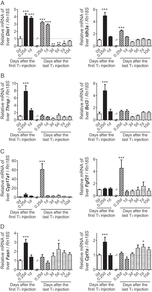 Differential temporal expression patterns of individual positively regulated hepatic target genes after T3 treatment and its withdrawal. Adult male mice (8–10 wk old) were treated with 20 μg liothyronine (L-T3) per 100 g body weight for 14 days. Relative mRNA expression was determined at indicated T3-treatment periods after the first and the last L-T3 injection. Shown are the temporal expression patters of genes that were both acutely and chronically induced, Dio1 and Idh3a (A,); genes that were only acutely induced, Thrsp and Bcl3 (B); and genes that were only chronically induced (C), Cyp17a1 and Fgf21. D, Genes that were paradoxically up-regulated during T3 withdrawal: Fasn and Cpt1a. No treatment (blank); acute T3 treatment (black); chronic T3 treatment (hashed); early T3 withdrawal (hashed); and T3 withdrawal (striped) are shown. Note that the same data points were used for the chronic T3 treatment and early T3 withdrawal groups (hashed). Data are presented as means ± SEM (n = 4–5/group). *, P < .05, **, P < .01, ***, P < .001, compared with nontreated mice (0 d) by one-way ANOVA.