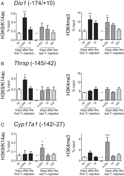 Distinct temporal patterns of histone modifications induced by T3 on Dio1, Thrsp, and Cyp17a1 gene promoters. Adult male mice (8–10 wk old) were treated with 20 μg liothyronine (L-T3) per 100 g body weight for 14 days. A–C, Histone modifications in the promoters of these three target genes induced by T3. ChIP-qPCR analyses were performed with anti-H3K9/K14ac or anti-H3K4me3 at indicated T3-treatment periods after the first and the last L-T3 injections. No treatment (blank); acute T3 treatment (black); chronic T3 treatment (hashed); early T3 withdrawal (hashed); and T3 withdrawal (striped) are shown. Note that the same data points were used for the chronic T3 treatment and early T3 withdrawal groups (hashed). Parentheses represent primer location referring to the transcription start site of reference sequencing. Data are presented as means ± SEM (n = 4–5/group). *, P < .05, **, P < .01, ***, P < .001, compared with nontreated mice (0 d) by one-way ANOVA.
