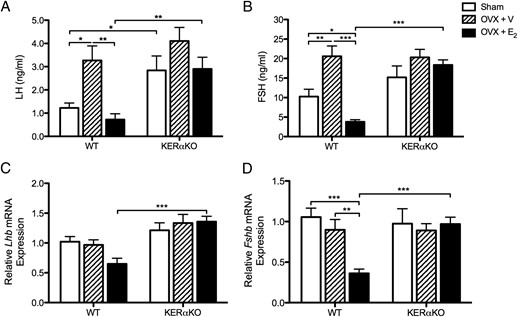 E2 suppresses gonadotropin secretion and Fshb mRNA expression in prepubertal WT mice but has no effect on gonadotropin secretion or Lhb and Fshb mRNA expression in prepubertal KERαKO mice. Shown are mean plasma LH (A) and FSH (B) levels, as well as relative Lhb (C) and Fshb (D) mRNA expression levels, for WT and KERαKO mice that were left intact (sham) or bilaterally OVX and implanted with a capsule containing vehicle (V) or E2 on P14 and then euthanized 2 days later (P16). All Lhb and Fshb mRNA expression levels are normalized to Rn18s and compared relative to expression levels in sham WT mice. Two-way ANOVA analyses indicated a significant interaction between genotype and treatment for FSH and Fshb mRNA expression levels (P < .01) but not LH (P = .50) or Lhb mRNA expression (P = .07) levels. Genotype significantly affected all measurements independent of treatment (P < .05), whereas treatment significantly affected all measurements independent of genotype (P < .05), except for Lhb mRNA expression levels (P = .29). *, P < .05; **, P < .01; ***, P < .001 as determined by post hoc comparisons. All data represented as mean ± SEM.