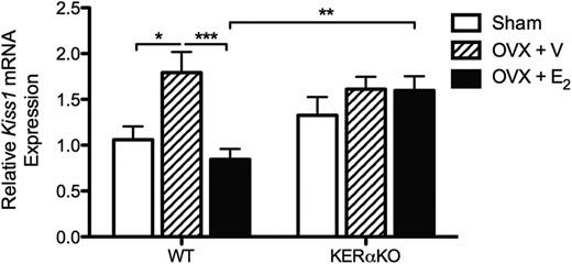 E2 suppresses Kiss1 mRNA expression in prepubertal WT mice but has no effect on Kiss1 mRNA expression in prepubertal KERαKO mice. Relative Kiss1 mRNA expression levels for WT and KERαKO mice that were left intact (sham) or bilaterally OVX and implanted with a capsule containing vehicle (V) or E2 on P14 and then euthanized 2 days later (P16). Kiss1 mRNA expression levels are normalized to Rn18s and compared relative to expression levels in sham WT mice. Two-way ANOVA analysis indicated a significant interaction between genotype and treatment (P < .05). Genotype and treatment significantly affected Kiss1 mRNA expression independent of each other (P < .05). *, P < .05; **P, < .01; ***, P < .001 as determined by post hoc comparisons. All data represented as mean ± SEM.