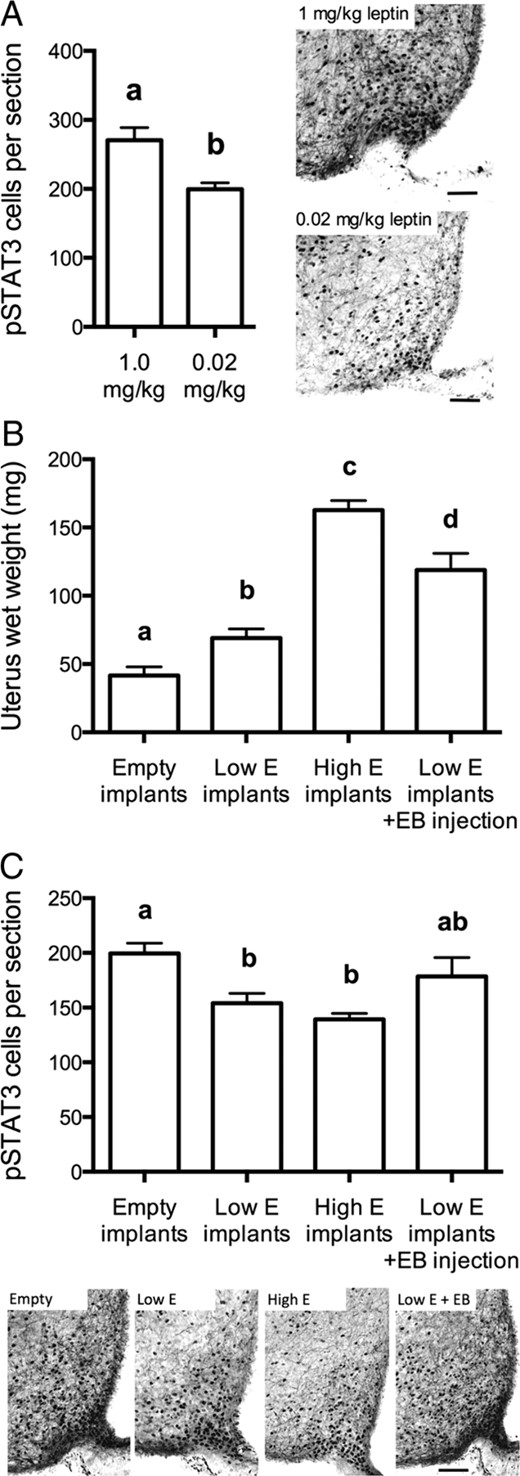 Estradiol does not enhance leptin responsiveness in the Arc in female mice. A, left panel, Number of pSTAT3-immunoreactive cells per arcuate section in response to 1 or 0.02 mg/kg leptin. The latter dose was chosen a submaximal dose. Right panels show representative examples of pSTAT3 staining at each leptin dose. B, Chronic (1 wk) estradiol (E) implant treatment (low dose: 0.05 μg/kg; high dose: 0.5 μg/kg) and an acute (4 h) EB (0.05 μg/kg) injection increased uterine weight in proportion to the dose and duration of treatment. C, Estradiol treatments did not enhance Arc leptin responsiveness; instead leptin-induced arcuate pSTAT3 cell counts were slightly reduced by the estradiol implants. Lower panels show representative examples of pSTAT3 staining at each estradiol dose. Scale bars, 50 μm. Treatment groups that do not have common letters are significantly different (P < .05). Error bars denote SEM.