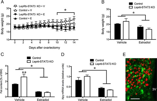 Mice with absent STAT3 signaling in LepRb neurons have normal metabolic responses to estradiol. Chronic estradiol replacement prevented the body weight gain (A and B), abdominal fat accumulation (C), and elevated arcuate Npy mRNA levels (D) in response to ovariectomy in both LepR-STAT3 KO and littermate control mice. E, estradiol; V, vehicle. E, Virtually no colocalization was observed between NPY-GFP (green cytosol and fiber staining) and ERα immunoreactivity (red nuclear staining), suggesting that estrogenic effects on NPY neurons are likely to be indirect. 3V, third ventricle; *, Main effect of estradiol, P < .05; **, effect of LepRb-STAT3 KO, P < .01. Error bars denote SEM.
