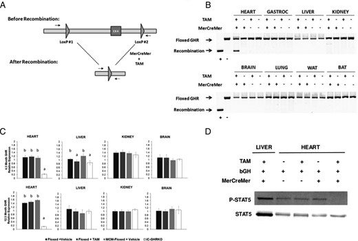 Verification of inducible GHR gene disruption. A, Diagram showing exon 4 of GHR flanked by LoxP sites before and after recombination when in the presence of both MerCreMer expression and tamoxifen. Arrows denote primer positions used to distinguish floxed locus from recombined locus. B, PCR results of the floxed GHR exon 4 locus using genomic DNA isolated from eight different tissues (heart, gastrocnemius, liver, kidney, brain, lung, epididymal WAT, and brown adipose tissue) in GHRfl/fl mice without or without MerCreMer expression and with or without tamoxifen injection. C, RTqPCR analysis of GHR in heart, liver, kidney, and whole brain at 4.5 and 12.5 months of age. D, Bovine GH-stimulated STAT5 phosphorylation in 12.5-month-old heart from GHRfl/fl mice without or without MerCreMer expression and with or without tamoxifen injection and in liver from Myh6-MerCreMer+/−/GHRfl/fl (iC-GHRKO) mice. Different letters denote a difference between groups of mice (P < .05). BAT, brown adipose tissue; EX4, exon 4 of GHR; TAM, tamoxifen.