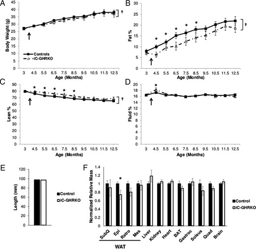 Body composition analysis, length, and dissected tissue weights. A, Body weight in grams, percentage fat mass (B), percentage lean mass (C), and percentage fluid mass (D) in iC-GHRKO (n = 8) mice and littermate controls (n = 24) from 3 to 12.5 months of age. The black arrow denotes the injection of tamoxifen at 16 weeks of age. E, Length in millimeters of iC-GHRKO (n = 8) and control mice (n = 24) at dissection (12.5 mo of age). F, Tissue mass normalized to body mass and graphed relative to controls (n = 24) in iC-GHRKO mice (n = 8) at dissection (12.5 mo of age). *, Significant difference between genotypes (P < .05); †, significant difference with age (P < .05). BAT, brown adipose tissue; Epi, epididymal; Mes, mesenteric; Quad, quadricep muscle; Retro, retroperitoneal; SubQ, subcutaneous (inguinal).