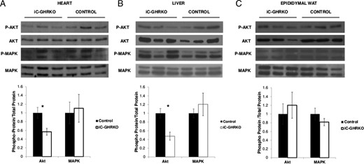 Insulin-stimulated Akt and MAPK phosphorylation. Immunoblot quantification of insulin-stimulated phosphorylation of Akt (Ser473) and p42/44 MAPK from dissected heart (A), liver (B), and epididymal WAT tissue (C) 15 minutes after 1 U/kg ip injection of insulin in iC-GHRKO (n = 3) and peanut oil-injected MerCreMer+/−/GHRfl/fl (control) littermates at 12.5 months of age (n = 3). *, Significant difference between genotypes (P < .05).