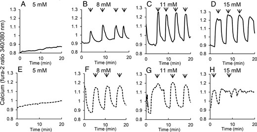 Islets isolated from prediabetic mice show disruptions in pulsatility with increasing glucose. A–D, Islets isolated from 4- to 5-week-old heterozygous control mice show no oscillations in 5 mM glucose (A) and oscillations with increasing amplitude and/or duration in 8 (B), 11 (C), and 15 mM glucose (D), respectively. E–H, Islets isolated from 4- to 5-week-old (prediabetic) db/db mice show no oscillations in 5 mM glucose, robust oscillations in 8 (F), and 11 mM glucose (G) but irregular oscillations with reduced amplitude in 15 mM glucose (H). Arrows indicate peaks of pulses detected by Cluster8 analysis.
