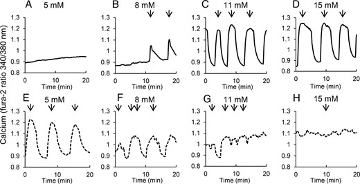 Islets isolated from diabetic mice produce robust oscillations only in low glucose. A–D, Islets isolated from 10- to 12-week-old heterozygous control mice show no oscillations in 5 mM glucose (A), and oscillations with increasing amplitude and/or duration in 8 (B), 11 (C), and 15 mM glucose (D), respectively. E–H, Islets isolated from 10- to 12-week-old db/db mice show large amplitude oscillations in 5 mM glucose but reduced amplitude with increasing glucose to 8 (F) 11 mM glucose (G), and 15 mM glucose (H). Arrows indicate peaks of pulses detected by Cluster8 analysis.
