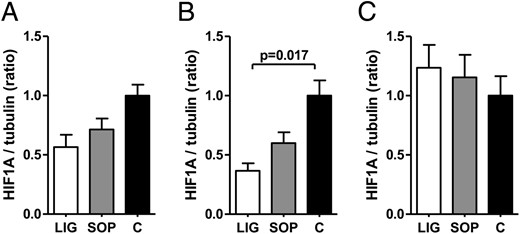 Densitometric ratios of HIF-1α (HIF1A) protein expression and tubulin protein expression (tubulin served as loading control) in fetal liver of groups LIG, SOP, and C on gestational day E19 (A), E20 (B), and E22 (C). Tissue samples were derived from the livers of fetuses in uterine position 2 (second most caudal position). C, fetuses of unoperated control dams; LIG, fetuses of dams with bilateral ligation of uterine arteries and veins; SOP, fetuses of sham-operated dams. LIG, E19, n = 5; SOP, E19, n = 6; C, E19, n = 3; LIG, E20, n = 7; SOP, E20, n = 5; C, E20, n = 3; LIG, E22, n = 5; SOP, E22, n = 5; C, E22, n = 6. Data are shown as mean ± SEM. Significant differences are indicated by the P value. For Western blots see Supplemental Figure 2.