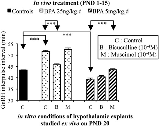 Effects of in vivo exposure to BPA on GABAergic regulation of GnRH secretion in vitro. GnRH IPI was calculated using secretion from hypothalamic explants obtained on PND20 from female rats exposed in vivo to vehicle (corn oil) or 25 ng/kg·d or 5 mg/kg·d of BPA from PND1 to PND15. The in vitro conditions involve control or presence of a GABAA receptor antagonist (bicuculline) or a GABAA receptor agonist (muscimol) both used at 10−4M concentration shown previously to be effective in similar conditions. A reduction in GnRH IPI by bicuculline and absent effects of muscimol indicated a high tone of GABAergic inhibition of GnRH release. Absence of bicuculline effects and increase in GnRH IPI by muscimol indicated a low tone of GABAergic inhibition of GnRH release. ***, P < .001. Data are mean ± SEM.