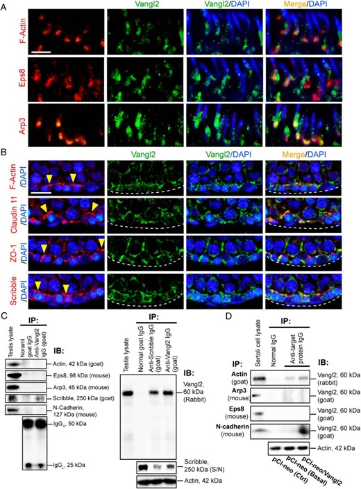 Colocalization and interactions of Vangl2 with BTB-associated proteins in the testis or Sertoli cells cultured in vitro with an established functional TJ-permeability barrier. A, Colocalization of Vangl2 (green fluorescence) with F-actin (red fluorescence) and the actin-regulatory proteins Eps8 (red fluorescence, an actin barbed end capping and bundling protein) and Arp3 (red fluorescence, a branched actin polymerization protein by converting a linear actin microfilament to a branched configuration via barded end nucleation) at the apical ES in the seminiferous epithelium of adult rat testes using paraffin sections fixed in paraformaldehyde. Scale bar, 20 μm, which applies to other micrographs. B, Colocalization of Vangl2 (green) with F-actin (red), TJ integral membrane protein claudin 11 (red), TJ adaptor protein ZO-1 (red), and polarity protein Scribble (red) at the basal ES/BTB in adult rat testes. Nuclei were visualized with DAPI (blue fluorescence). The relative location of basement membrane was annotated by a dashed white line, and the BTB was annotated by yellow arrowheads. Scale bar, 40 μm, which applies to other micrographs. C, Co-IP using testis lysates (∼1 mg of protein per lane) was performed using a goat anti-Vangl2 antibody (see Table 1) vs normal goat IgG (control), and the binding partner proteins in the pulled-out immunocomplexes were identified using corresponding specific antibodies against actin, actin regulatory proteins Eps8 and Arp3, and other BTB-associated proteins Scribble and N-cadherin (animal species used to generate the antibody were annotated). Vangl2 was found to interact with Scribble, but not actin, Eps8, Arp3, and N-cadherin (left panel), using testis lysates with normal goal IgG served as the negative control, and testis lysate at 40 μg protein without Co-IP served as the corresponding positive control. Specific interaction of Vangl2 with Scribble was confirmed by pulling out Vangl2 using an anti-Scribble antibody as shown in the right panel with approximately 1 mg testis lysate protein per sample for Co-IP, in which anti-Vangl2 antibody or normal goat IgG served as the corresponding positive and negative control. Specificity of the Co-IP shown herein was further confirmed by quantifying the amount of remaining Scribble in the S/N not pulled down in the immunocomplexes by protein A/G Plus to illustrate considerable amount of Scribble was associated with Vangl2 (see right lane in the lower panel immunoprecipitated with a goat anti-Vangl2 antibody, which had considerable less Scribble vs the amount of Scribble in the left lane immunoprecipitated with normal goat IgG, and considerably fewer Scribble was found in the sample immunoprecipitated with a goat anti-Scribble antibody shown in the middle lane; 20 μL S/N from the 250-μL sample was used for this experiment). IgG (see the denoted heavy and chains) or β-actin served as the protein loading control. IB, immunoblotting; IP, immunoprecipitation. D, Co-IP was also performed using lysates of Sertoli cells cultured in vitro with an established TJ-permeability barrier and subjected to overexpression of Vangl2 (pCI-neo/Vangl2) vs Ctrl (transfected with empty pCI-neo vector) in which one of the controls was performed with Co-IP with normal IgG whereas the other was performed with Co-IP with the corresponding immunoprecipitating antibody to assess the Vangl2-partner protein interaction at the basal level (ie, without Vangl2 overexpression). When Vangl2 was overexpressed in Sertoli cells, Vangl2 was found to interact with actin and N-cadherin but not Eps8 and Arp3. β-Actin served as the protein loading control.