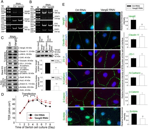 KD of Vangl2 at the Sertoli cells BTB in vitro enhances TJ barrier integrity through changes in the distribution of adhesion proteins at the Sertoli cell-cell interface. Sertoli cells (0.4 × 106 cells/cm2) were transfected on days 2 and 3.5 for 24 hours, respectively, with a 12-hour recovery period in between using Vangl2-specific siRNA duplexes (Vangl2 RNAi) vs nontargeting negative control siRNA duplexes (Ctrl RNAi) for efficient Vangl2 KD. Cells were then harvested on day 5 for RT-PCR, immunoblotting, and IF analysis, except for the experiment that monitored the TJ-permeability barrier by recording the TER across the cell epithelium every 24 hours, wherein Sertoli cells were kept until day 8. A, RT-PCR illustrated the steady-state level of Vangl2, but not Vangl1, mRNA reduced considerably after Vangl2 KD vs control cells, illustrating the KD specificity. B, The steady-state mRNA levels of two interferon-stimulated genes STAT1 and OAS1 remained relatively unchanged after Vangl2 KD vs control cells, supporting the notion that there were no off-target effects because STAT1 and OAS1 were earlier shown to be up-regulated when nonspecific off-target effects were detected (61, 62). C, Immunoblotting using lysates of Sertoli cells transfected with Vangl2 siRNA duplexes vs nontargeting negative control duplexes illustrates the steady-state levels of several BTB-associated proteins after Vangl2 KD. Only the steady-state level of Scribble was considerably reduced but not other proteins examined, illustrating there were no off-target effects. Immunoblots on the right panel illustrate considerably better KD efficiency was obtained in double vs single KD. Histograms on the right summarize immunoblotting results shown on the left, showing Vangl2 was silenced by approximately 70%, concomitant with a down-regulation of Scribble by 60% with a double KD. Each bar is a mean ± SD of four experiments. **, P < .01, by Student's t test. D, Vangl2 KD in Sertoli cells (cultured at 1.2 × 106 cells/cm2) was found to tighten the Sertoli cell TJ-permeability barrier, promoting barrier function because TER across the cell epithelium was significantly higher. Each data point is a mean ± SD of four bicameral units of an experiment, which was repeated three times using different batches of Sertoli cells and yielded similar results. *, P < .05, **, P < .01 by Student's t test. E, Relative distribution of BTB-associated proteins (green fluorescence), such as TJ proteins claudin 11 and ZO-1, basal ES proteins N-cadherin and β-catenin, and polarity protein Scribble known to regulate Sertoli cell TJ-barrier function via its effects on F-actin (23) was monitored in the Sertoli cell epithelium after Vangl2 KD vs control, and successful transfection was monitored by siGLO transfection indicator (red fluorescence) (Dharmacon-GE Healthcare). Nuclei were visualized with DAPI (blue fluorescence). Vangl2 KD induced a considerable increase in the localization of claudin 11, ZO-1, and N-cadherin, but not β-catenin, and a reduction of Scribble, at the Sertoli cell-cell interface. Scale bar, 25 μm, which applies to other micrographs. Images shown are representative findings of an experiment, and four experiments were performed using different batches of Sertoli cells and yielded similar results. These findings are also summarized semiquantitatively in the histograms shown on the right panel. Each bar is a mean ± SD of 25 randomly selected pairs of Sertoli cells per experiment of 3 different experiments. *, P < .01, **, P < .05 by Student's t test.