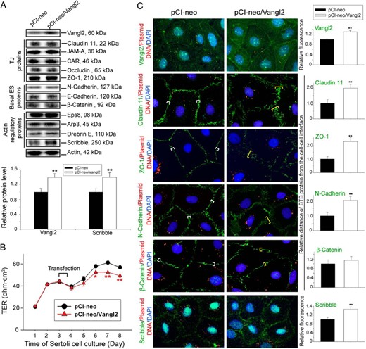 Overexpression of Vangl2 at the Sertoli cell BTB in vitro perturbs TJ-barrier integrity through changes in the distribution of adhesion proteins at the Sertoli cell-cell interface. For overexpression of Vangl2, Sertoli cells (0.4 × 106 cells/cm2) were transfected on day 2 with a mammalian expression vector pCI-neo containing Vangl2 cDNA (pCI-neo/Vangl2) vs empty vector (pCI-neo, control) for 14 hours, and cells were harvested on day 4 for immunoblotting and fluorescence microscopy except for the experiment that monitored the TJ-permeability barrier function wherein TER across the cell epithelium was recorded every 24 hours and Sertoli cells were kept for 8 days. A, Immunoblotting using lysates of Sertoli cells was used to assess changes in the steady-state level of multiple BTB-associated proteins after Vangl2 overexpression. An up-regulation of Scribble, but not any other proteins, was detected. Bar graph below summarizes the changes noted in the immunoblots above. Each bar is a mean ± SD of four experiments. **, P < .01 by Student's t test. B, Effect of Vangl2 overexpression on the Sertoli cell TJ-permeability barrier was assessed by quantifying TER across the Sertoli cell epithelium on Matrigel-coated bicameral units with four replicate units from an experiment. Overexpression of Vangl2 perturbed the TJ-barrier function, opposite to the results of Vangl2 KD shown in Figure 3D. This experiment was repeated three times using different batches of Sertoli cells and yielded similar results. *, P < .05, **, P < .01, by Student's t test. C, Sertoli cells transfected with Cy3-labeled pCIneo/Vangl2 (red fluorescence) for overexpression of Vangl2 vs Cy3-labeled empty vector (control) were immunostained for Vangl2, claudin-11, ZO-1, N-cadherin, β-catenin, and Scribble (green fluorescence). Nuclei were visualized with DAPI (blue fluorescence). Vangl2 was more prominent in Sertoli cell cytosol and also at the cell-cell interface following overexpression of Vangl2 when compared to control, supporting the notion that Vangl2 was successfully overexpressed in Sertoli cells. For claudin 11, ZO-1, and N-cadherin, but not β-catenin, these proteins no longer narrowly localized at the Sertoli cell-cell interface; instead, they were diffusely localized, apparently undergoing endocytosis, thereby perturbing the TJ-barrier function after Vangl2 overexpression. Scale bar, 25 μm, which applies to other micrographs. Histograms on the right summarize the results of an image analysis based on the results of the micrographs shown on the left. Each bar is a mean ± SD of 25 randomly selected pairs of Sertoli cells per experiment with three experiments. **, P < .01 by Student's t test.