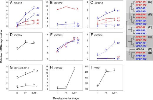 Expression of the complete IGF-IGFBP system in the control rainbow trout at the 3 developmental stages. A–F. Data for all characterized salmonid-specific IGFBP paralogues; each vertebrate IGFBP subtype has its own panel. A tree of IGFBP relationships is provided (adapted from Ref. 9) with different vertebrate IGFBP family members highlighted by different shading patterns and any teleost-specific paralogue pairs present being highlighted by different color font. Equivalent data are shown for genes coding the IGF-I and IGF-II hormones (G), the E3-ubiquitin ligase FBXO32 (H) and the fast muscle-specific structural protein TNNI2 (I). Different letters indicate significant differences between the 3 stages of development (n = 5) for each gene (letters are not valid for comparisons among different genes within the same panel). Accompanying details on statistics, including for other genes, is presented in Table 1.