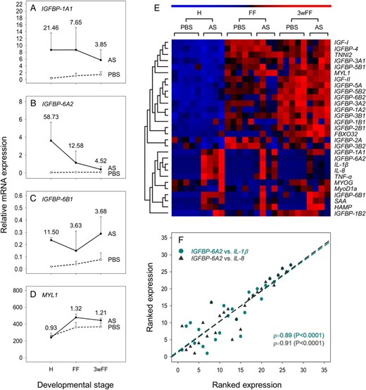 Effect of AS infection on the expression of genes from the IGF-IGFBP system at 3 stages of rainbow trout development, contextualized by data for genes involved in muscle growth and host defense. A–D, Genes that were significantly regulated in response to AS: IGFBP-1A1 (A), IGFBP-6A2 (B), IGFBP-6B1 (C), and MYL1 (D). For all these graphs, mean transcript levels + SD are provided on a scale allowing comparison across genes (n = 4 for treatments, n = 5 for PBS controls). Numbers provided next to data points are fold change differences (treatment/control). Accompanying details on statistics including other genes is presented in Table 2. E, Heatmap depicting results of seriation and hierarchical clustering analysis on all tested genes. F, Scatterplot of ranked expression data showing the striking coregulation of IGFBP-6A2 expression with proinflammatory host defense genes in control and AS-infected fish.