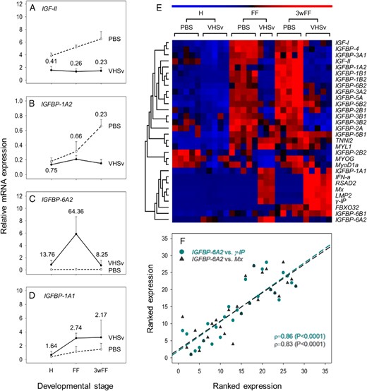 Effect of VHSv infection on the expression of genes from the IGF-IGFBP system at 3 stages of rainbow trout development, contextualized by data for genes involved in muscle growth and host defense. A–D, Examples of genes significantly regulated in response to VHSv, including those down-regulated: IGF-II (A) and IGFBP-1A2 (B) and up-regulated: IGFBP-6A2 (C) and IGFBP-1A1 (D) (not significant, see text). For all these graphs, mean transcript levels + SD are provided on a scale allowing comparison across genes (n = 3–5 for treatments, n = 5 for PBS controls). Numbers provided next to data points are the fold change differences (treatment/control). Accompanying details on statistics including other genes is presented in Table 3. E, Heatmap depicting results of seriation and hierarchical clustering analysis on all tested genes. F, Scatterplot of ranked expression data showing the striking coregulation of IGFBP-6A2 expression with antiviral host defense genes in control and VHSv-infected fish.