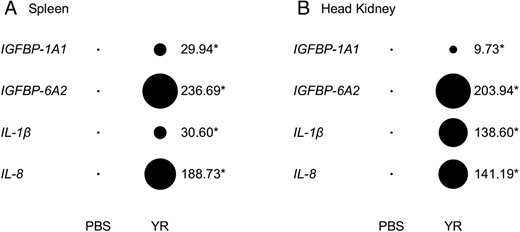 Evidence for immune-responsive induction of IGFBP-1A1 and IGFBP-6A2 along with selected host-defense genes in spleen (A) and head kidney (B) after infection with the bacterium Y. ruckeri. Transcript expression levels were derived from qPCR and are presented in the style of a Northern-dot blot, scaled to be relative across genes. The area of the bubbles is proportional to the mean mRNA abundance (n = 4 for all bubbles). Fold change (treatment/control) values are provided next to bubbles, along with asterisks denoting a significant effect of treatment (see full details in Supplemental Table 3).