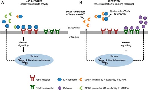 General model for cross talk between endocrine pathways regulating growth and immunity via transcriptional regulation of specific IGFBP subtypes. A, In uninfected fish that are actively growing and not nutritionally restricted, IGF is available to IGF-1Rs present on target cell membranes, potentially facilitated by the presence of IGFBP subtypes that potentiate IGF signaling. B, Upon infection, increased production of cytokines drives the transcriptional up-regulation of host defense genes, including IGFBP-6A2 and IGFBP-1A1, through various possible signaling pathways, which may act to either suppress IGF-dependent growth signaling pathways and/or promote the development of immune cells.