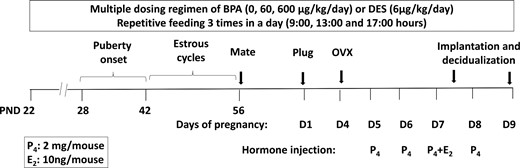 Chronic BPA exposure protocol and the delayed implantation mouse model. Prepubertal CD-1 female mice at PND22 were exposed to 60 or 600 μg/kg · d of BPA (n = 8–10), 6 μg/kg · d of DES (n = 3), or vehicle control in 3 split feedings until tissue collection. Vaginal opening and smears were examined daily from PND42 to PND56 to record the age of pubertal onset (first estrus) and the duration of each stage in the estrous cycle. At PND56, female mice were paired with fertile untreated males. The presence of copulatory plug was designated as day 1 of pregnancy. The pregnant female mice were subjected to ovariectomy (OVX) on the morning of day 4 before embryo implantation, and then supplemented with 2 mg/mouse of P4 daily. Implantation was initiated by a single E2 injection (10 ng/mouse). Uterine tissues were collected at 12 and 48 hours after E2 administration to examine uterine receptivity to embryo implantation and stromal cell decidualization, respectively.