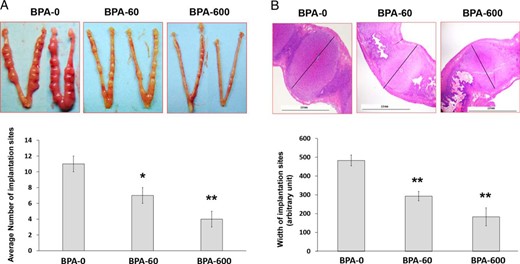 Chronic exposure to BPA adversely affects embryo implantation and stromal cell decidualization during early pregnancy. Prepubertal female mice at PND22 were exposed to 0, 60, or 600 μg/kg · d of BPA (n = 8–10), and then paired with fertile males at PND56 to induce pregnancy. Pregnant females were subjected to delayed implantation as described above and assessed for embryo implantation at 48 hours after E2 injection. A, Embryo implantation. Upper panel shows the representative images of uteri collected from each treated group. Lower panel shows the average number of implantation sites from each experimental group. B, Histological examination of implantation chambers. Serial longitudinal sections of uterine horns of BPA-exposed pregnant mice were examined by H&E staining. The maximal width of each implantation site (black bars) was determined using measurement tools in Adobe Photoshop CS3 software. The representative images from each BPA-treated group are shown. Numerical data were analyzed by one-way ANOVA followed by Dunnett's post hoc analysis and expressed as mean ± SEM. Asterisks indicate significant difference from the control group (BPA-0); *, P < .05; **, P < .01.