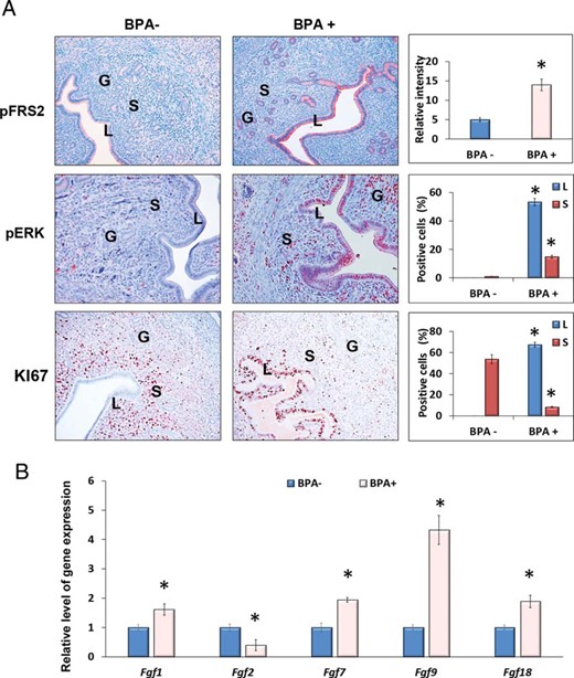Chronic BPA enhances FGFR-ERK1/2-mediated MAPK signaling and mitotic activity in uterine epithelial cells. Female mice exposed to 60 μg/kg · d of BPA (BPA+) or vehicle control (BPA−) were subjected to the delayed-implantation mouse protocol as described above. Uterine tissues were collected at 12 hours after E2 administration (n = 3). A, IHC analysis using antibodies against p-FRS2, p-ERK1/2, and KI67. Representative images in each treatment group are shown. B, qPCR analysis using primers specific for Fgf1, Fgf2, Fgf7, Fgf9, and Fgf18 are shown. 36b4 was used as internal control. The percentages of the immunostaining positive cells for p-ERK1/2 and KI67 in the luminal epithelium and the underling stroma and the relative intensities for pFRS2 staining were analyzed by ImageJ software. The values represent mean ± SEM of 3 independent samples (n = 3). Asterisks indicate significant difference from the control group; *, P < .01. L, G, and S denote luminal epithelium, glandular epithelium, and stroma, respectively.