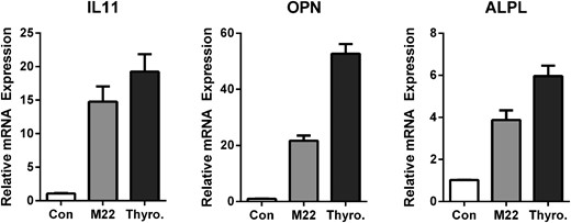 M22 and thyrostimulin exert effects similar to TSH on up-regulation of IL-11, OPN, and ALPL. U2OS-TSHR cells were treated with 300-ng/mL M22 and 200-ng/mL thyrostimulin in EMEM supplemented with 0.1% BSA for 5 days. Cell lysates were analyzed by RT-qPCR. The data are from 3 independent experiments with duplicate samples and are presented as the mean ± SEM.