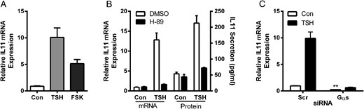 Effects of adenylyl cyclase activator FSK, PKA inhibitor H-89, and Gαs siRNA knockdown on IL-11 levels. U2OS-TSHR cells were treated with 100-mU/mL bTSH, 10μM FSK, or 10μM H-89 in 0.1% BSA EMEM. GNAS siRNA was used to silence Gαs. After 5 days, cells were lysed and IL-11 expression was measured by RT-qPCR. IL-11 secretion was measured by ELISA in cell culture medium. Effects of FSK (A), H-89 (B), and siRNA knockdown of Gαs (C). The bars represent the mean ± SEM of 3 experiments with at least 2 biological replicates.