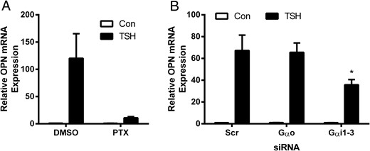 Gαi, but not Gαo, is required for OPN up-regulation by TSH. U2OS-TSHR cells were pretreated with PTX overnight (A), GNAO and GNAI1–3 siRNAs were used to silence Gαo and Gαi1–3 for 24 hours (B) before 5-day treatment with 100-mU/mL bTSH. OPN mRNA expression was determined by RT-qPCR. The bars represent the mean ± SEM of 3 experiments with at least 2 biological replicates.