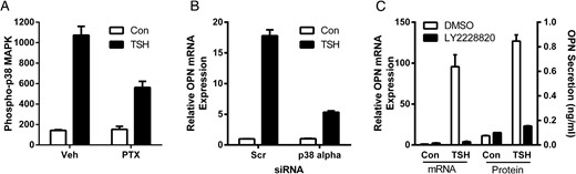 p38 MAPK kinase mediates TSH-stimulated up-regulation of OPN. U2OS-TSHR cells were pretreated with 100-ng/mL PTX overnight before 15-minute treatment with 100-mU/mL bTSH. Activation of p38 MAPK was determined by Luminex Multiplex assay (A). MAPK14 siRNA was used to silence p38α 24 hours before 5-day treatment with 100-mU/mL bTSH (B). Cells were treated with 100-mU/mL bTSH with or without 1μM LY2228820. After 5 days, OPN expression (C) was determined by RT-qPCR. OPN secretion was determined by ELISA in cell culture medium. The bars represent the mean ± SEM of 3 experiments with at least 2 biological replicates.