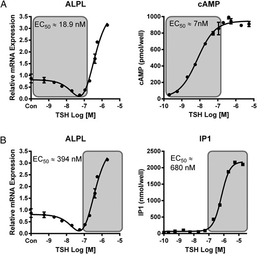 TSH dose-response curves reveal biphasic effects on ALPL mRNA. A, Low TSH doses (shaded) are inhibitory for ALPL expression and correlate with stimulation of cAMP production. ALPL expression was determined by RT-qPCR after 5-day treatment with increasing doses of bTSH. cAMP production was measured by ELISA after 15 minutes stimulation with increasing doses of bTSH. Data are representative of 3 independent experiments with duplicate samples, and values are expressed in mean ± SEM. B, High TSH doses (shaded) are activatory for ALPL expression and correlate with stimulation of IP1 production. ALPL expression was determined by RT-qPCR after 5 days of treatment with increasing doses of bTSH. IP1 was measured by ELISA after 15 minutes of stimulation with increasing doses of bTSH in the presence of 50mM LiCl. Data are representative of 3 independent experiments with duplicate samples, and values are expressed in mean ± SEM.