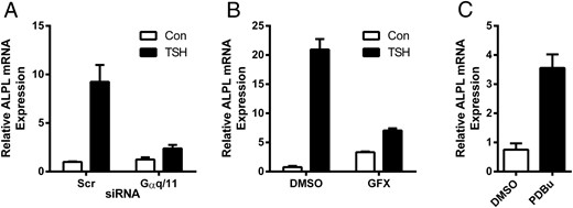 Gαq/11 signaling is involved in TSH-stimulated ALPL up-regulation. GNAQ and GNA11 siRNAs were used to knockdown Gαq/11 (A). U2OS-TSHR cells were treated with 100-mU/mL bTSH with or without 2μM GFX, a PKC inhibitor (B), or phorbol 12, 13-dibutyrate, a PKC activator (C). ALPL expression was measured by RT-qPCR after 5 days. The data are from 3 independent experiments with duplicate samples and are presented as the mean ± SEM.