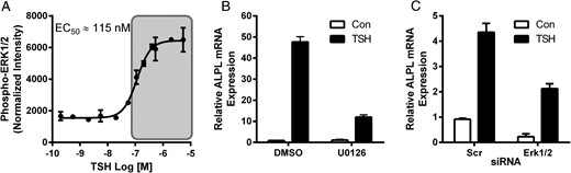 ERK1/2 mediates TSH-stimulated up-regulation of ALPL. TSH activates ERK1/2 at high doses (shaded) (A). Total and phospho-ERK1/2 were analyzed by Luminex Multiplex assay after 15 minutes of stimulation of U2OS-TSHR cells with increasing doses of bTSH. The data are from 3 independent experiments with duplicate samples and are presented as the mean ± SEM. U2OS-TSHR cells were treated with 100-mU/mL bTSH with or without 1μM U0126 (B) for 5 days. MAPK3 and MAPK1 siRNAs were used to knockdown genes encoding for ERK1/2 (C) 24 hours before 5-day treatment with bTSH. ALPL expression was measured by RT-qPCR after 5 days. The data are from 3 independent experiments with duplicate samples and are presented as the mean ± SEM.