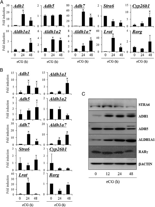 The expression of genes related to RA synthesis in ovary of mice treated with or without eCG. A, Kinetic changes in the expression of Stra6, Adh1,5,7, Aldh1a1, Aldh1a2, Aldh1a7, Stra6, Lrat, Cyp26b1, and Rarg mRNA in ovaries of mice treated with or without eCG. For reference, the eCG 0 hour value in ovary is set as 1, and the data are presented as fold induction. Values are mean ± SEM of three replicates. *, Significant differences are observed between ovaries from control compared with those of eCG-primed mice (eCG 0 h) (P < .05). B, Kinetic changes in the expression of Stra6, Adh1, Aldh5, Aldh7, Aldh1a1, Aldh1a2, Aldh1a7, Stra6, Lrat, Cyp26b1, and Rarg mRNA in granulosa cells (GCs) of mice treated with or without eCG. For reference, the eCG 0 hour value in GCs is set as 1, and the data are presented as fold induction. Values are mean ± SEM of three replicates. *, Significant differences are observed between GCs from control mice compared with those of eCG-primed mice (eCG 0 h) (P < .05). C, The expression of STRA6, ADH1, ADH5, ALDH1A1, RARγ, and β-actin protein in whole-ovary samples detected by Western blot analysis.