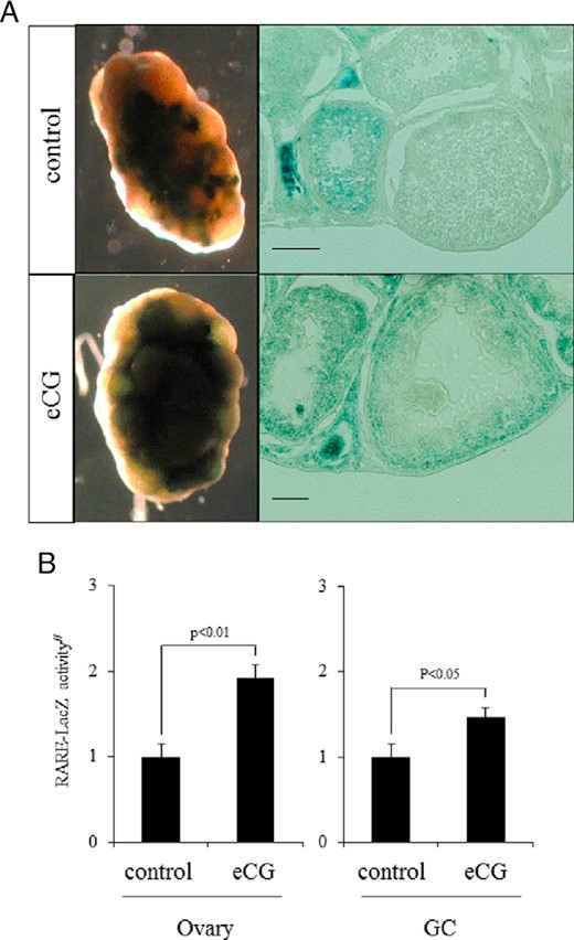 The detection of de novo synthesized RA in ovary using RARE reporter mice. A, Localization of LacZ-positive cells in the ovary of RARE reporter mice treated with eCG or without eCG (control). B, Activity of LacZ enzyme driven by RARE promoter in ovary (left panel) or granulosa cells (right panel) of RARE reporter mice treated with or without eCG. Values were absorbance in 595 nm after the protein samples were incubated with the substrate, CPRG, for 2 hours at 37°C. #, The RARE-LacZ activity is presented as fold induction. The control value in ovary (left panel) or granulosa cells (right panel) is set as 1. Values are mean ± SEM of three replicates. eCG treatment significantly increased the RARE-LacZ enzyme activity in ovaries (P < .01) or granulosa cells (P < .05) of mice as compared with those in mice without eCG treatment (control), respectively.